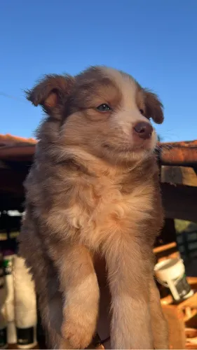 Border Collie 