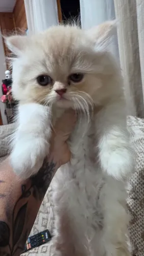 Gato Persa 