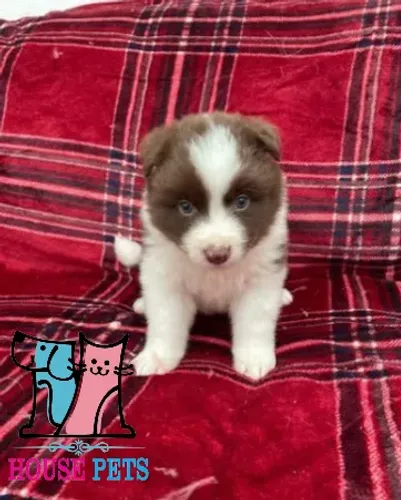 Border Collie tricolor obediente e esperto