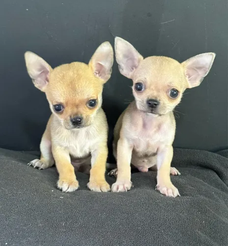 Chihuahua mini meninos pelo curto Cabecinha de maçã pronta entrega
