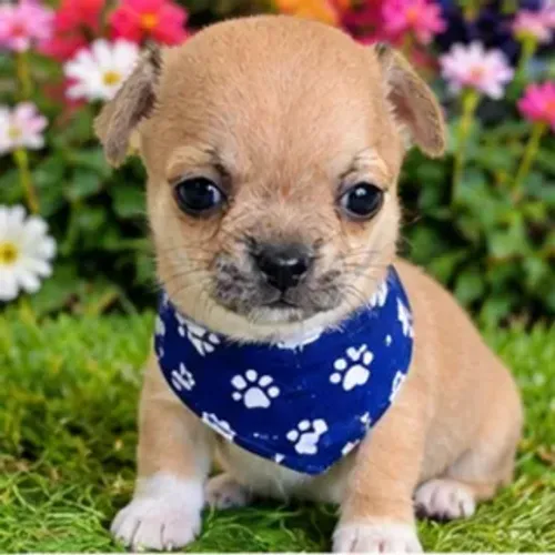Chihuahua Machinho Mini