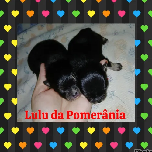 Spitz Lulu da Pomerânia black/tan