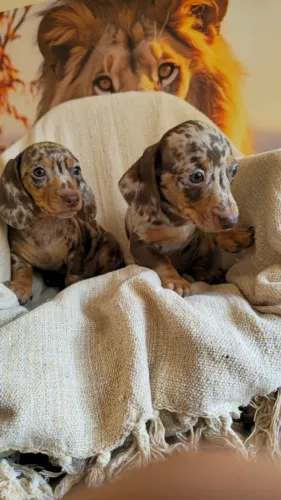 Filhotes de Dachshund disponíveis para novos lares