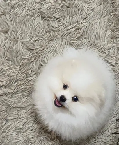 Macho de Spitz Alemão branco em promoção 