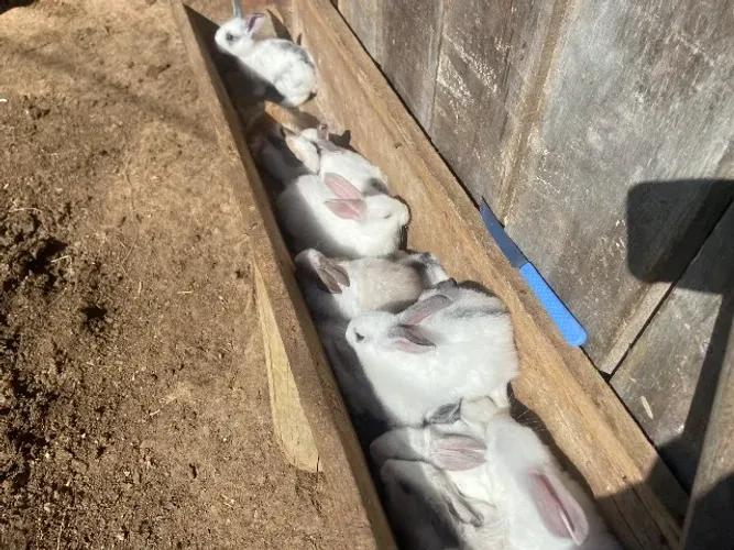 Coelhos