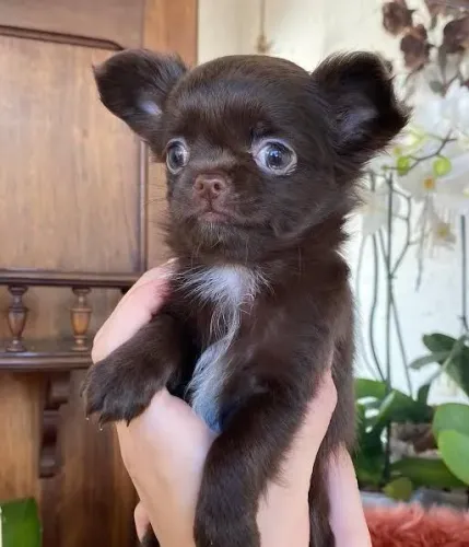 Chihuahua Chocolate pelo longo disponível