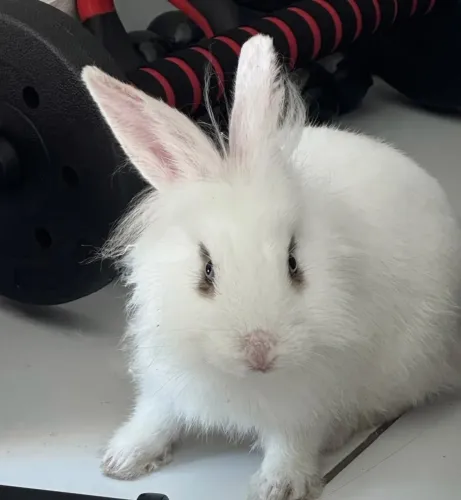 Mini coelho