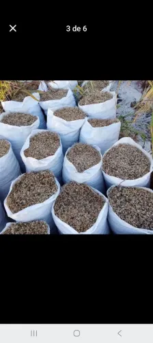 VENDE SEMENTE DE CAPIM ANDROPOGON SEMENTE BOA