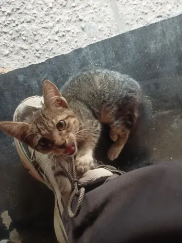 Gata esperando lar