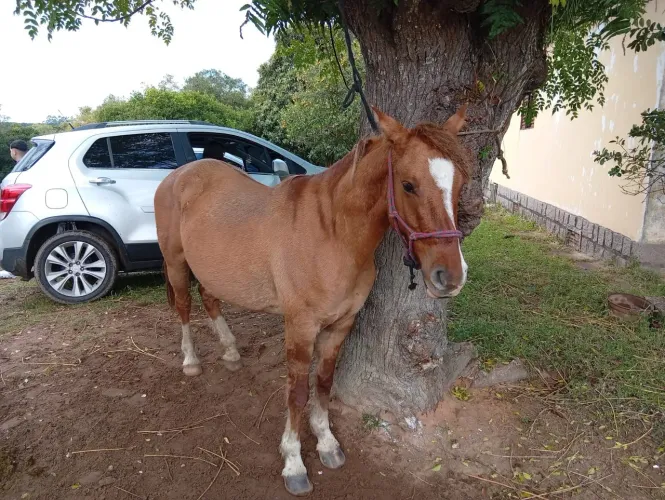 Cavalo