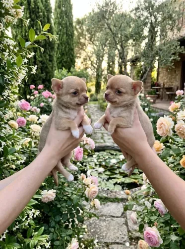 Chihuahua macho filhotes