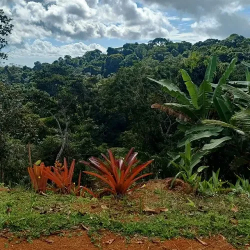 Terreno de 600 m² no KM 9 em Itacaré ? R$ 55 mil