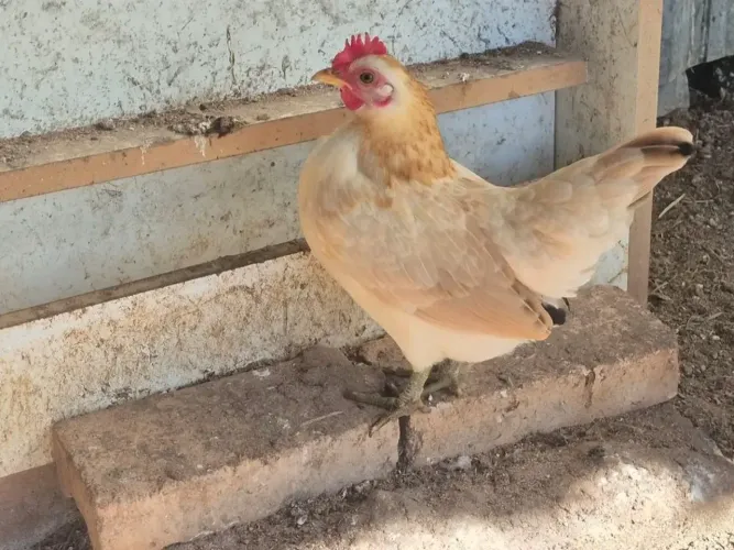 Galinha serama 