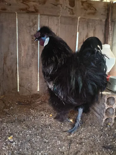 Galo da raça sedosa do Japão