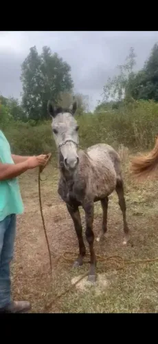 Vendo pordo