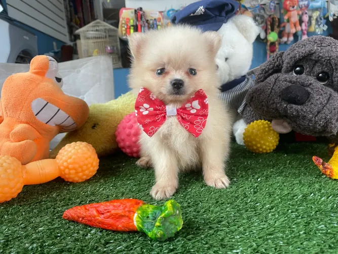 Spitz alemão macho!!