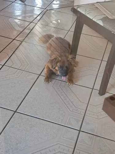 Doa-se cachorro porte pequeno - Macho