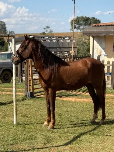Cavalo manga larga a venda, cavalo muito quente