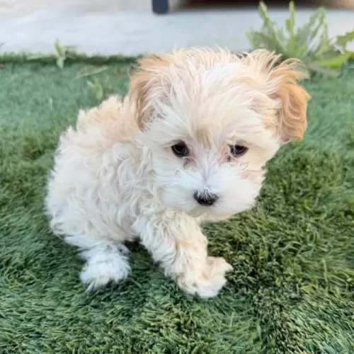 Última Fêmea de Poodle Disponível - Sua Nova Melhor Amiga Pode Estar Aqui