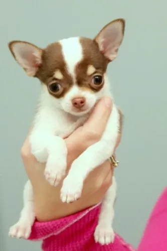 chihuahua 50 dias