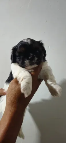 Vende do filhote de shih tzu fêmea de raça pura 
