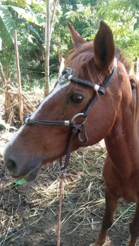 Vendo égua magalaga 7 anos 