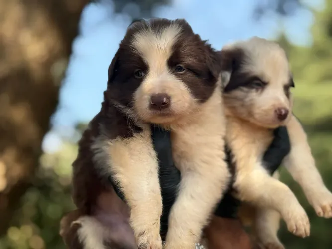 Pronto para receber amor e carinho | border Collie 
