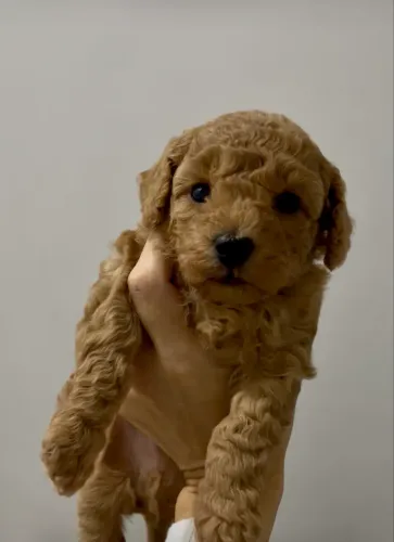 Poodle Anão 