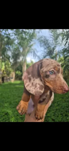 Dashound macho arlequim chocolate com pedigree Kaninchen