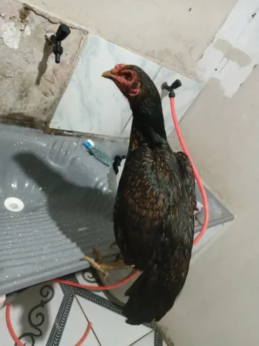 Galinha de raça em postura ótima qualidade 