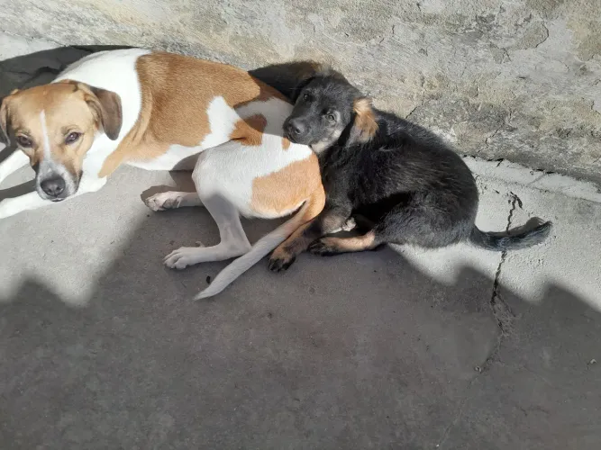 Doacao de filhote de cachorro