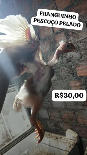 VENDO FRANGUINHO