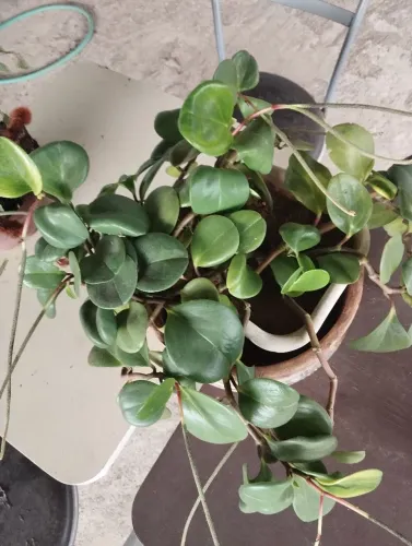 Vaso de cerâmica e planta