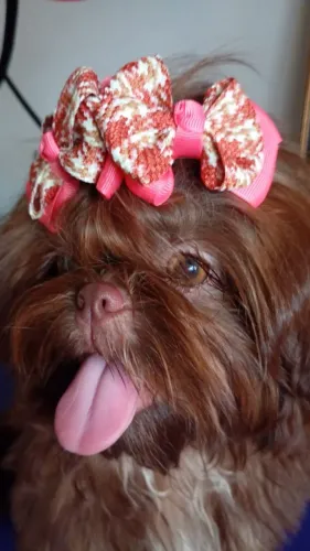 Shih Tzu chocolate 