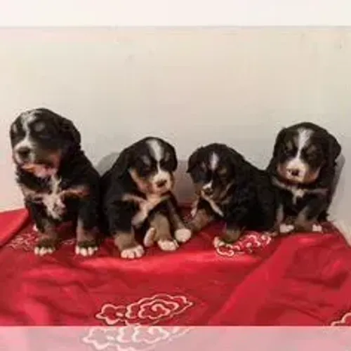 Bernese Mountain Dog,Bernese Mountain Dog Filhote Muito Amoroso e Dócil