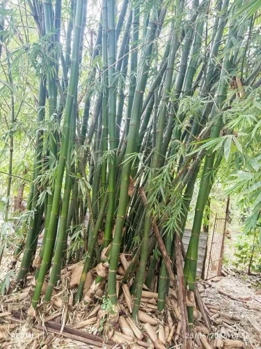 Touceira de Bambu Verde / Natural (Lote Completo para Retirar)