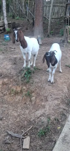 Casal cabras boer (amojada)