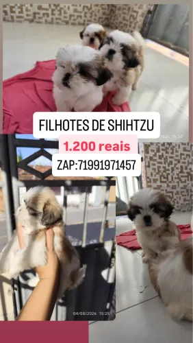 FILHOTES DE SHIHTZU