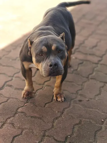 Adoçao responsável Exótic Bully fêmea castrada 