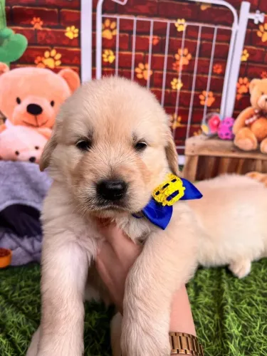 Golden Esse dog foi feito para te acompanhar sempre