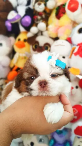 Shihtzu