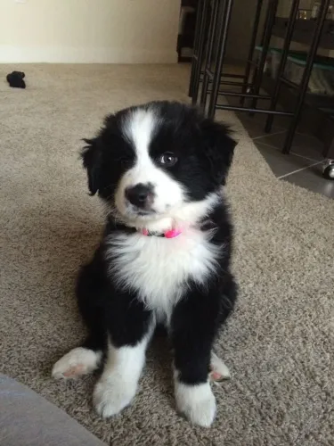 Border Collie - Um Filhote Cheio De Carinho Esperando Um Abraço 