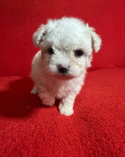 Filhotes com pedigree