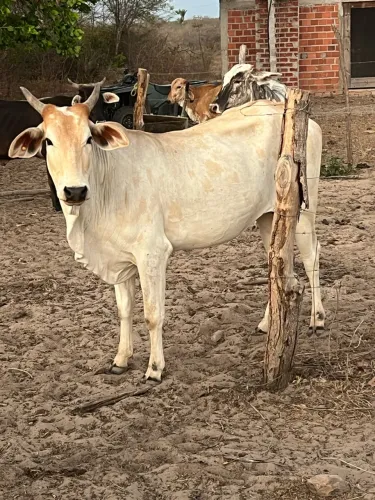 Vaca