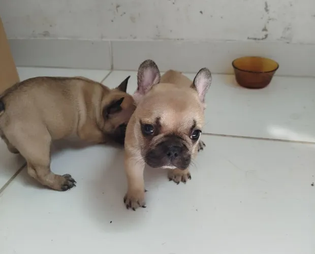 Excelentes filhotes fêmeas de Bulldog Francês