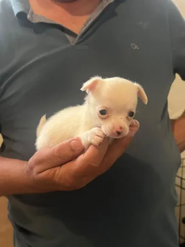 Chihuahua disponiveis