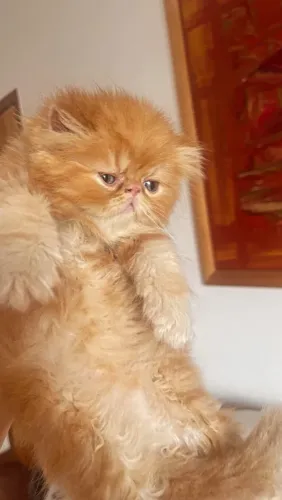Gata Persa 