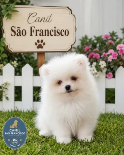Filhotes lulu branco anão 60 dias pronto para conhecer seu novo lar
