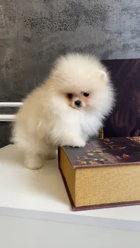Lindinhas filhotes de Spitz alemão fêmea 