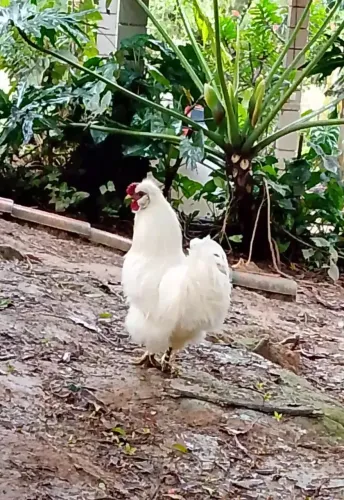 Galos sedoso do Japão